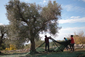 Olio Salve, Olio extravergine di oliva, Salento, Salve, Polesine